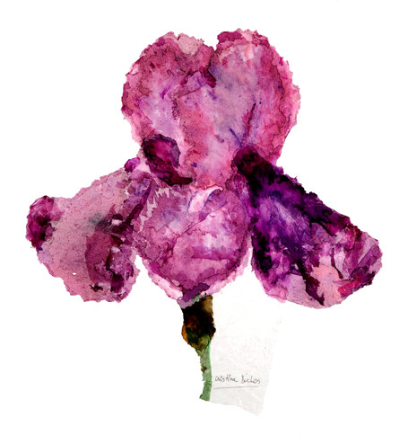Iris viola II