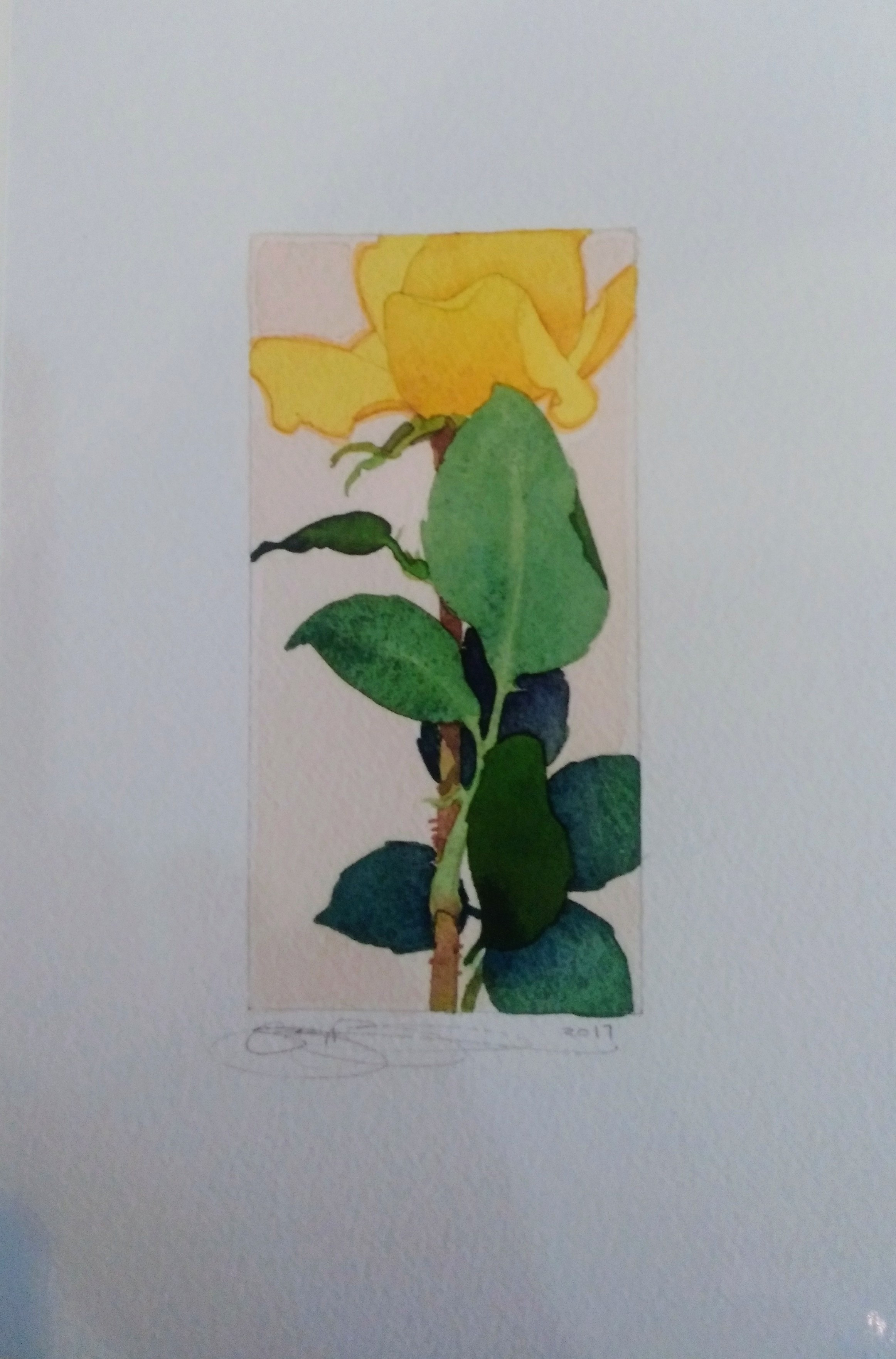 Yellow rose study, 2018