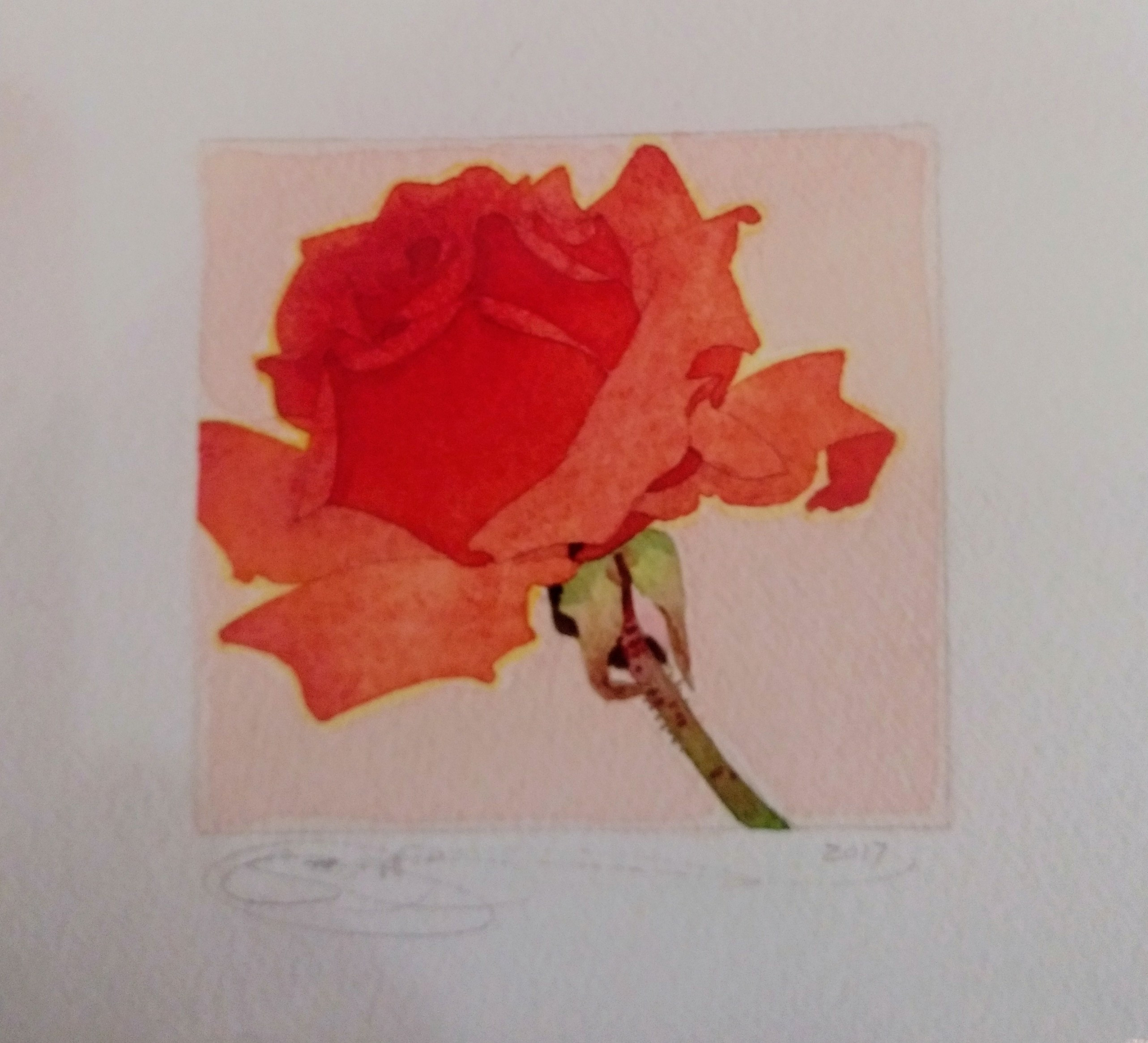 Red Rose Study, 2018